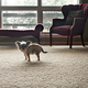 Illustration for article titled Aging In America: Dog Edition